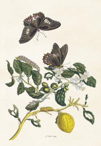 Plakat - Vintage - Sommerfugler & Sitrus - 70 x 100 cm - www.frokenfraken.se