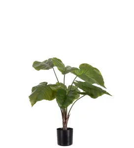 Alocasia i potte - Grønn - 60 cm - www.frokenfraken.se