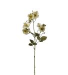 Japansk klatrerose - Grønn - 65 cm - www.frokenfraken.se