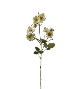 Japansk klatrerose - Grønn - 65 cm - www.frokenfraken.se