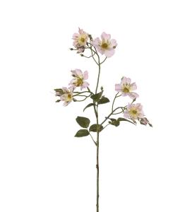 Japansk klatrerose - Rosa - 35 cm - www.frokenfraken.se