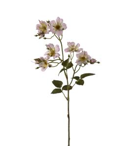 Japansk klatrerose - Rosa - 65 cm - www.frokenfraken.se