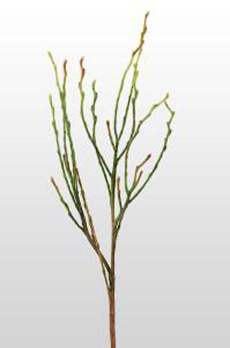 Kvist - Blåbärsris - Grønn - 35 cm - www.frokenfraken.se