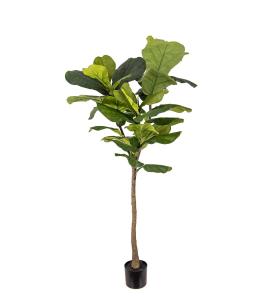 Fiolfikus - Grønn - 150 cm - www.frokenfraken.se