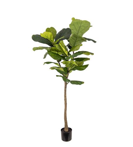 Fiolfikus - Grønn - 150 cm - www.frokenfraken.se