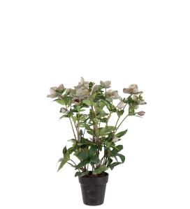 Helleborus i krukke - Grønn - 55 cm - www.frokenfraken.se