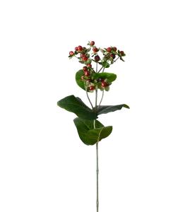 Hypericum - Burgunder - 68 cm - www.frokenfraken.se