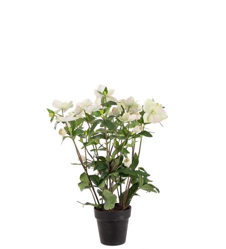 Helleborus i krukke - Grønn - 55 cm - www.frokenfraken.se