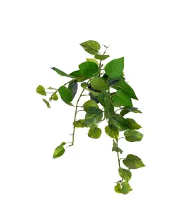 Gullranka - Grønn - 25 cm - www.frokenfraken.se