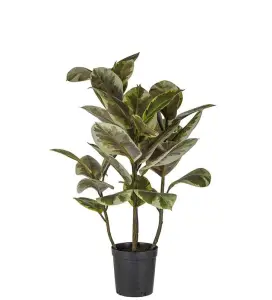 Fikus Elastica - Grønn - 85 cm - www.frokenfraken.se