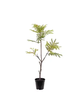 Pithecellobium - Grønn - 75 cm - www.frokenfraken.se