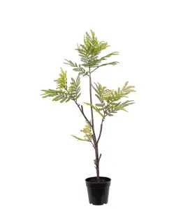 Pithecellobium - Grønn - 95 cm - www.frokenfraken.se