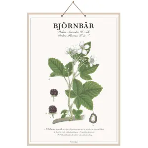 Skoleplansj Bjørnebær - L44 x B66 cm - www.frokenfraken.se