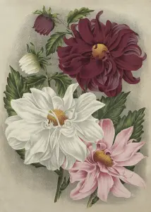 Plakat – Dahlia – 50 x 70 cm - www.frokenfraken.se