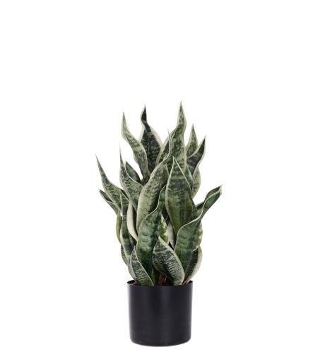 Sansiveria i krukke - Grønn - 60 cm - www.frokenfraken.se