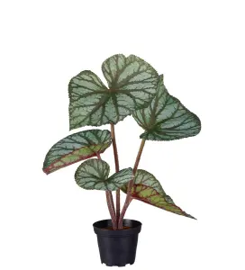 Rexbegonia - Grønn - 35 cm - www.frokenfraken.se