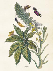 Plakat - Vintage - Sommerfugler & Ricin - 18 x 24 cm - www.frokenfraken.se
