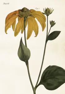 Plakat – Gul Solhatt – 35 x 50 cm - www.frokenfraken.se