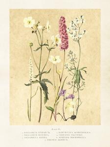 Plakat - Vintage - Sommerblomster - 18 x 24 cm - www.frokenfraken.se