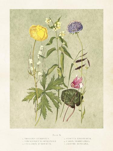 Plakat - Vintage - Sommerblomster - 18 x 24 cm - www.frokenfraken.se