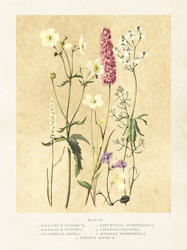 Plakat - Vintage - Sommerblomster - 18 x 24 cm - www.frokenfraken.se