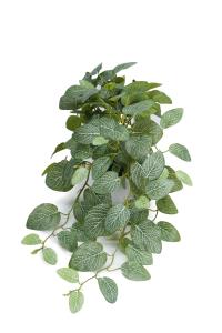 Fittonia - Grønn - 50 cm - www.frokenfraken.se