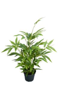 Bambu - Grön - 43 cm - www.frokenfraken.se