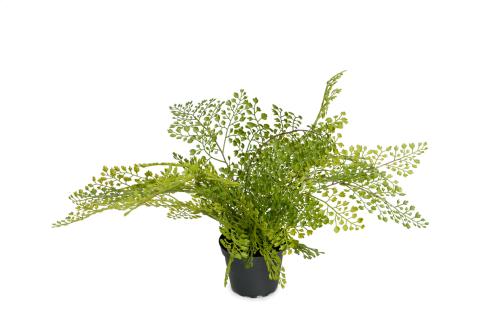Adiantum - Grønn - 30 cm - www.frokenfraken.se