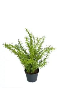 Rosmarin - Grønn - 35 cm - www.frokenfraken.se