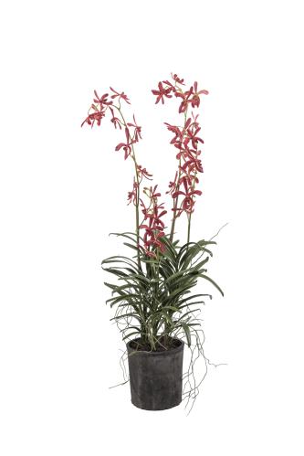Vanda - Oransje - 110 cm - www.frokenfraken.se