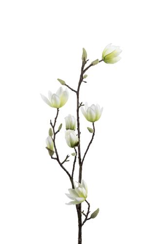 Magnolia - Hvit - 100 cm - www.frokenfraken.se