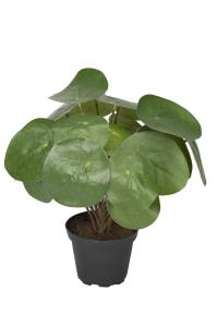 Elefantøre - Grønn - 25 cm - www.frokenfraken.se