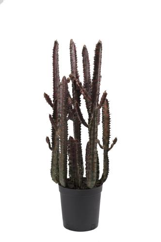 Kaktus - Grønn - 65 cm - www.frokenfraken.se