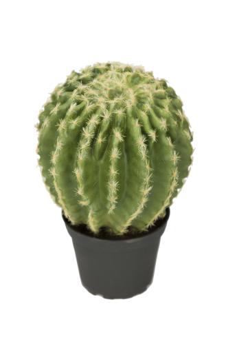 Kaktus - Grønn - 23 cm - www.frokenfraken.se