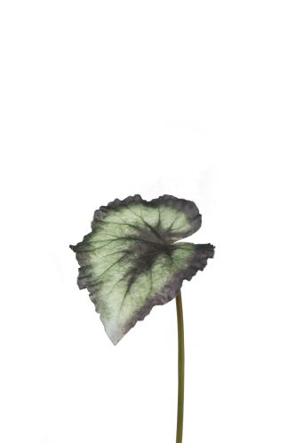 Rexbegonia blad - Grønn - 20 cm - www.frokenfraken.se