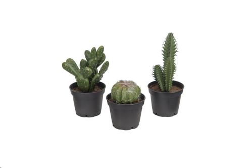 MIX - Kaktus - Mix - 8-13 cm - www.frokenfraken.se