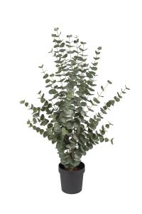 Eukalyptus - 110 cm - www.frokenfraken.se