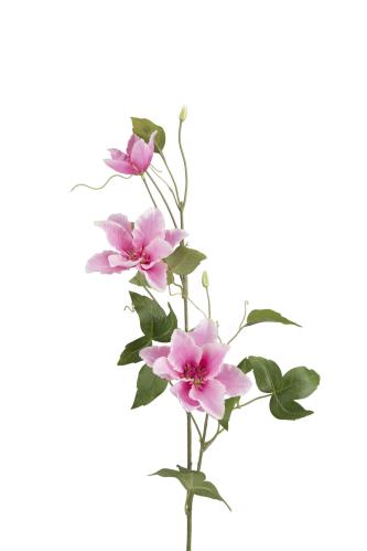 Clematis - Rosa - 85 cm - www.frokenfraken.se