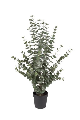 Eukalyptus - 110 cm - www.frokenfraken.se