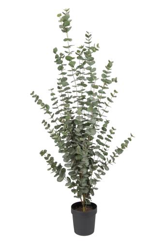 Eukalyptus - 170 cm - www.frokenfraken.se