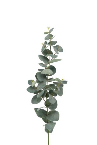 Eukalyptus - Grønn - 75 cm - www.frokenfraken.se