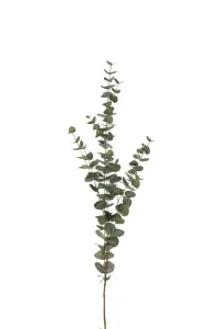 Eukalyptus - Grønn - 120 cm - www.frokenfraken.se