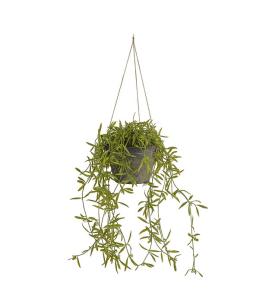 Ampelplante Hoya - Kunstig naturtro - 50 cm - www.frokenfraken.se