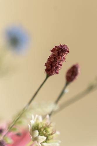 Bukett - Anemon/Lavendel/Stjärnflocka/Pimpinell - www.frokenfraken.se