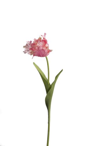 Tulipan - Rosa - 70 cm - www.frokenfraken.se