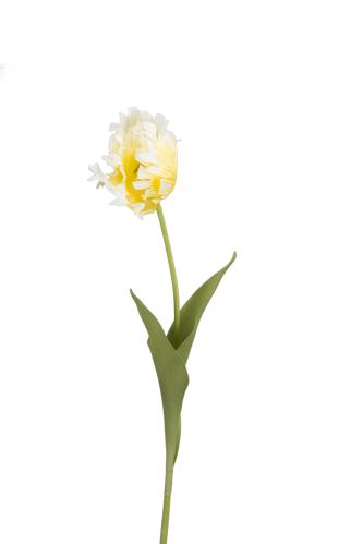 Tulipan - Gul - 70 cm - www.frokenfraken.se