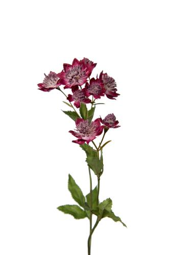 Astrantia - Lilla - 50 cm - www.frokenfraken.se