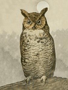 Plakat - Ugle - 18 x 24 cm - www.frokenfraken.se