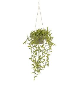 Hoya - Grønn - 20 cm - www.frokenfraken.se
