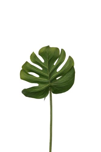 Monstera blad - Grønn - 25 cm - www.frokenfraken.se